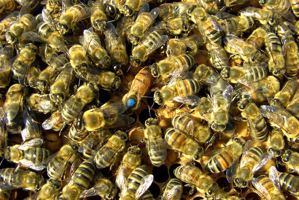 Bienen
