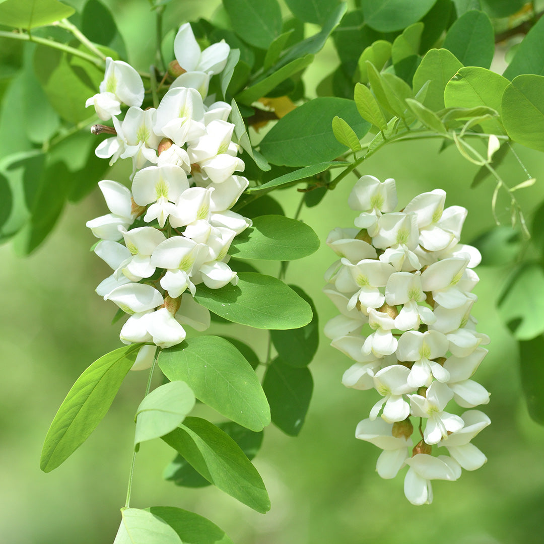 Blüte mit Robinienhonig aus der Märkischen Schweiz