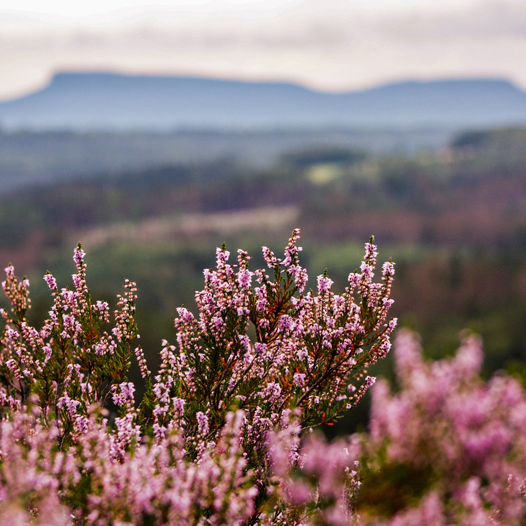 Heidehonig aus der Senne und der Letzlinger Heide