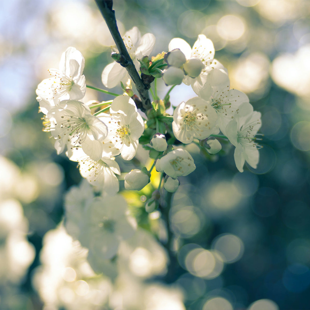 Frühling mit Kirschblüte vom Rhein