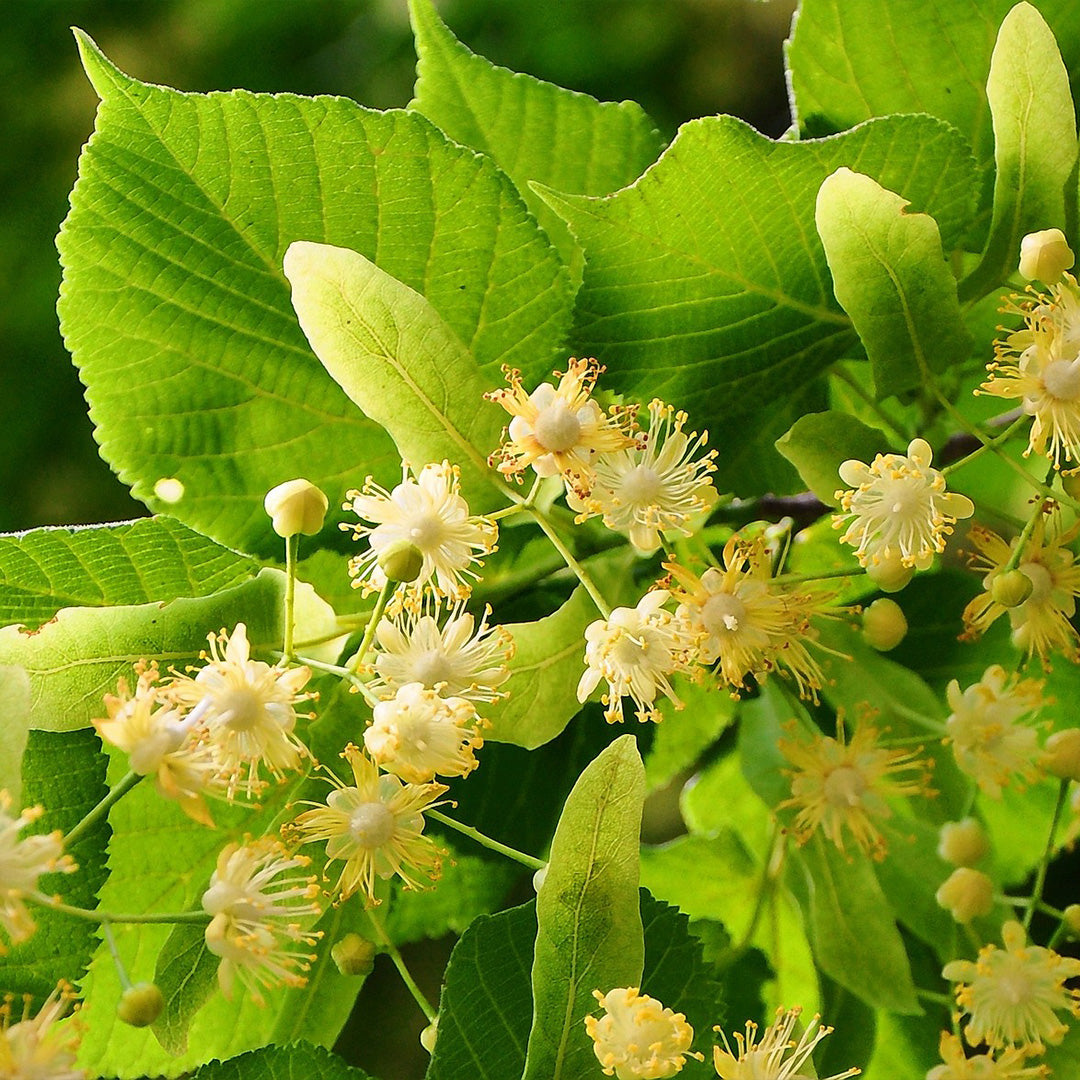 Sommerblüte mit Linde aus der Region