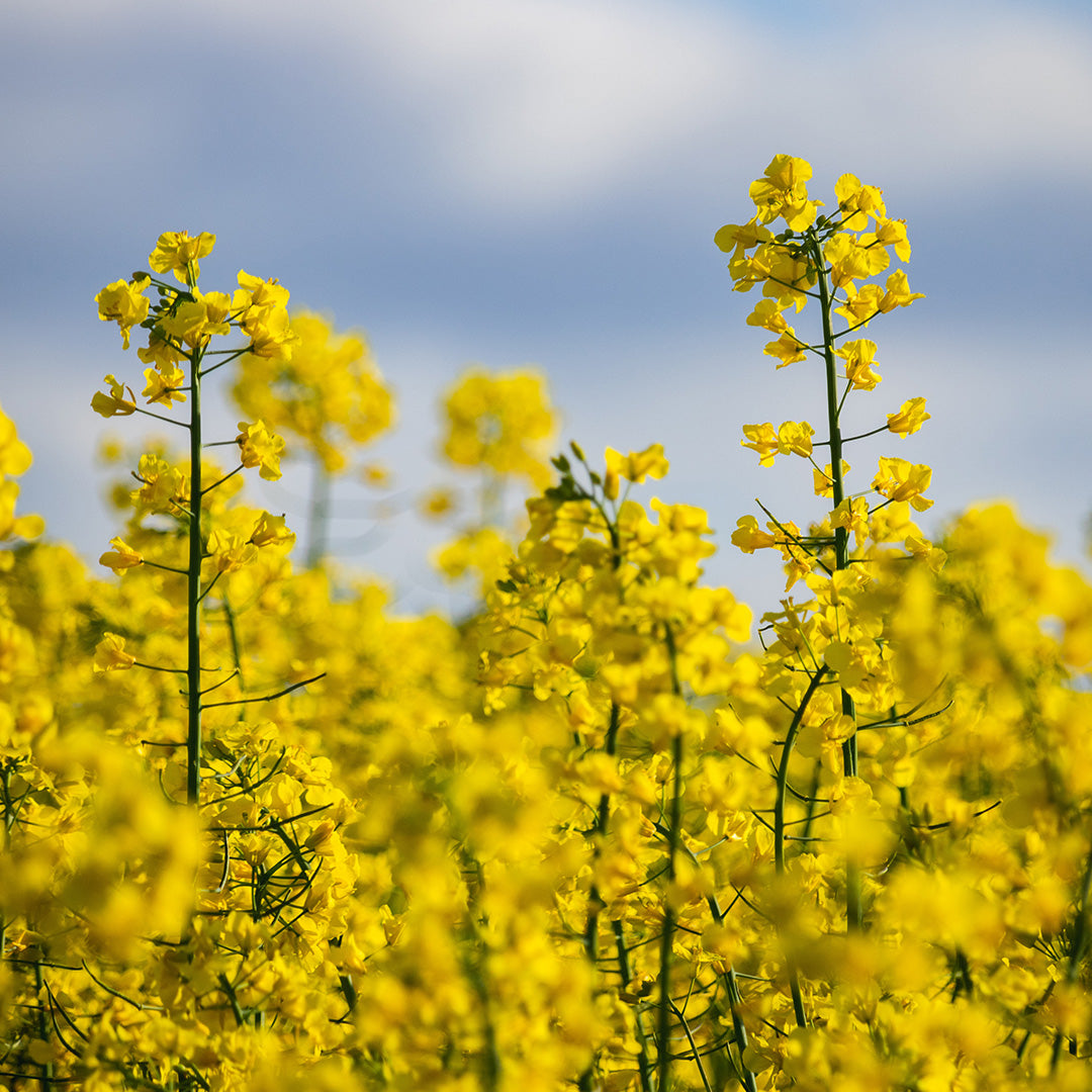 Rapsblüte aus der Region