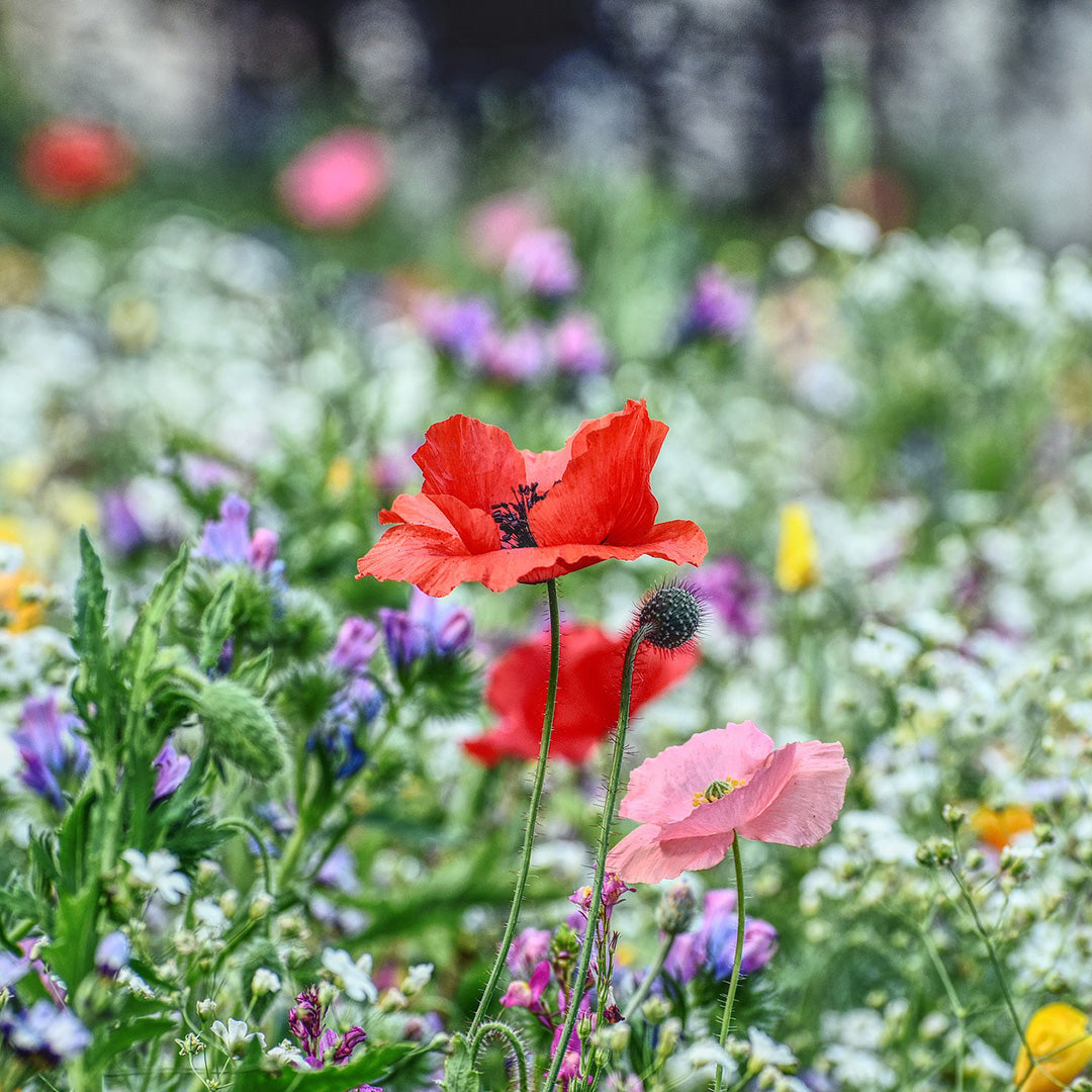 Sommerblüte mit Heide aus der Senne und der Letzlinger Heide