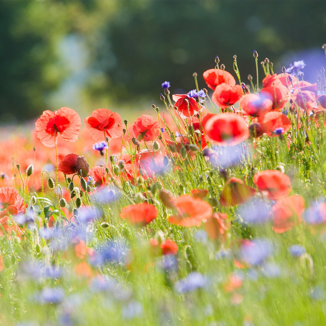 Sommerblüte mit Linde aus der Region