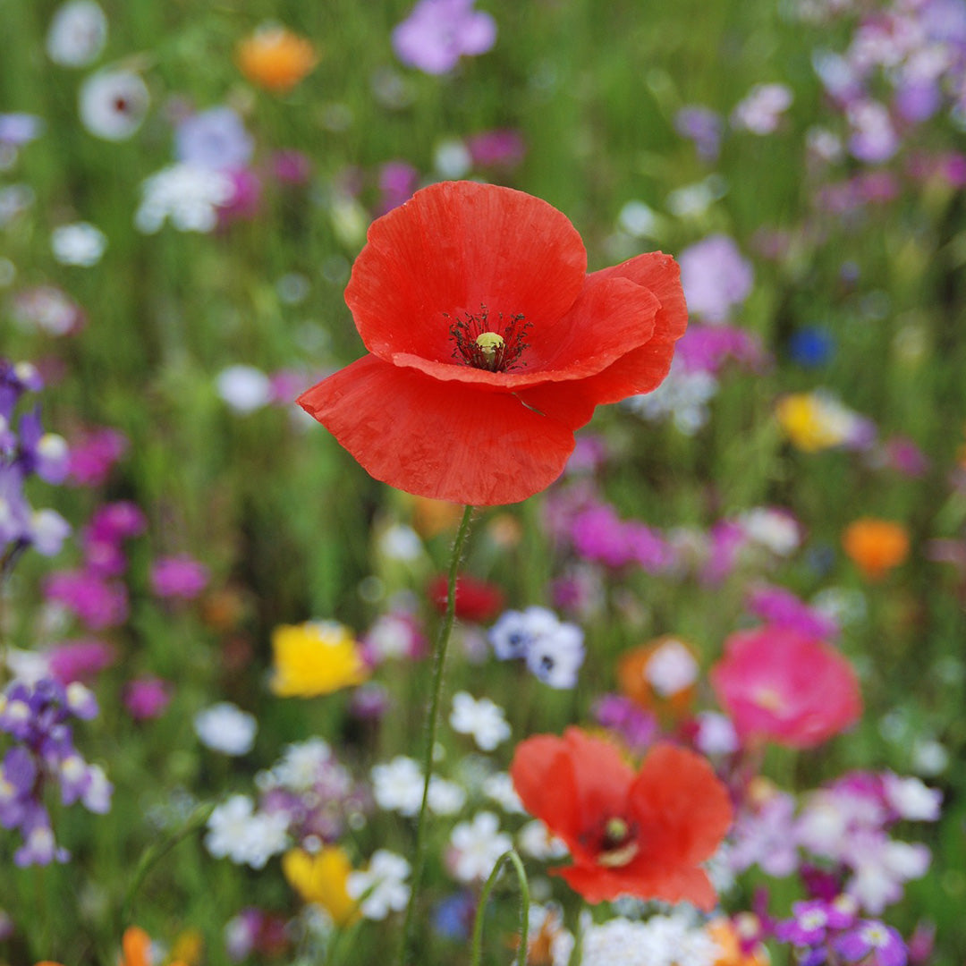 Sommerblüte aus der Region