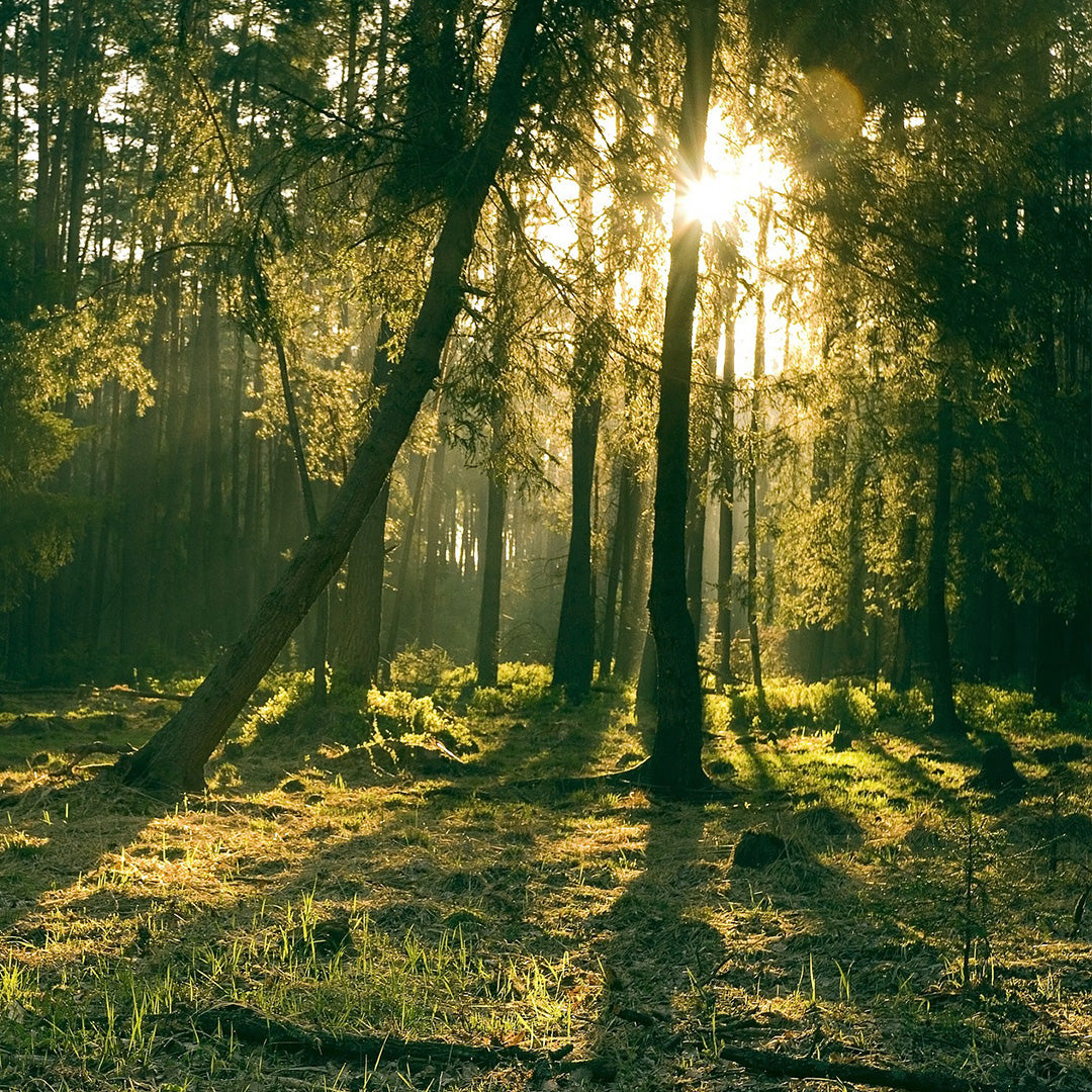 Waldbild